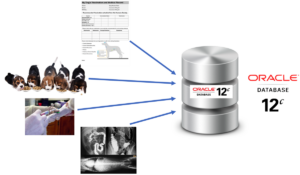 Predicting IBS in Dogs using Oracle 18c in the Cloud